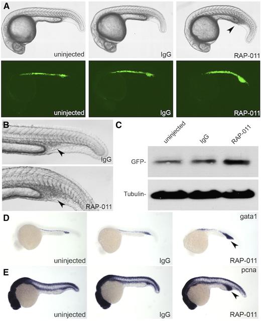 Figure 4. RAP-011 expands erythroid cells in zebrafish embryos. (A-B) Expansion of ICM observed in RAP-011–treated embryos but not in IgG control. The arrow points to the ICM region. (C) Western blot of EGFP from LCR2:EGFP embryos treated with IgG or RAP-011. (D) In situ hybridization for gata1 expression in IgG or RAP-011–treated embryos at 24 hpf. (E) In situ hybridization for PCNA expression in IgG or RAP-011–treated embryos at 24 hpf. The arrows in (D-E) point to the expanded ICM region. Observed phenotype (D): WT + IgG = 30/30 WT + RAP-011 = 26/30; (E) WT + IgG = 29/30 WT + RAP-011 = 27/29.
