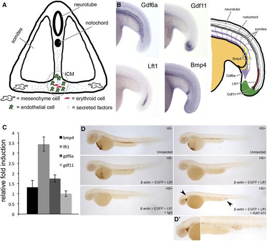 Figure 6. RAP-011 antagonizes the function of Lft1. (A) Illustrated cross-section of ICM region. Secreted factors from somites, neurotube, notochord, mesenchyme, and endothelial cells can affect erythroid development. (B, left) In situ hybridization for GDF6a, GDF11, Lft1, and BMP4 at 18 hpf. (B, right) Illustration of the expression pattern of various TGF-β family members. (C) Transcript quantification of TGF-β family members in rpl11 morphants compared with control embryos at 48 hpf. (D) hsp:Cre-dsRed transgenic embryos injected with plasmid for the temporal expression of Lft1. Embryos were also treated with IgG or RAP-011. o-Dianisidine staining of embryos at 48 hpf. The arrows point to elevated erythroid cells seen in the caudal vein and head region (D’). Observed phenotype (D): Uninjected (no heatshock) = 30/30, Uninjected (heatshock) = 26/26, Injected (no heatshock) = 26/28, Injected (heatshock) = 25/30, Injected (heatshock) + IgG = 23/25, Injected (heatshock) + RAP-011 = 23/30.