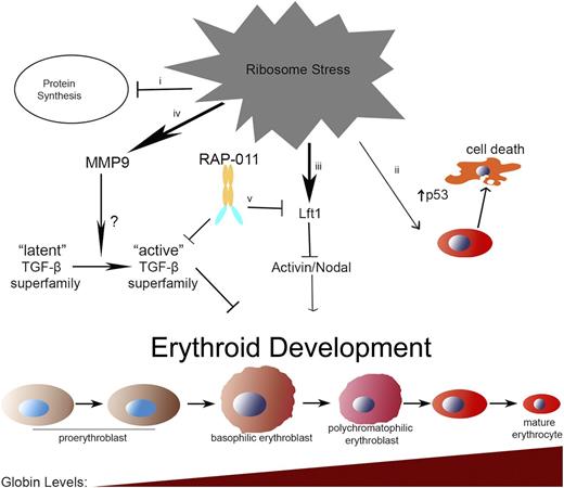Figure 7. Model of erythroid failure during ribosome stress in zebrafish embryos and rescue with RAP-011. Multiple defects lead to the erythroid failure in zebrafish embryos upon ribosome deficiency. (i) Ribosome stress leads to lower rates of protein synthesis. (ii) Increase in p53 activity in erythroid cells lead to cell-cycle arrest and cell-death after the delay in maturation. (iii) Lft1 blocks the erythroid-promoting activity of activin/nodal signaling. (iv) Elevated MMP9 activity converts latent TGF-β to its active form. Activated TGF-β/TGF-β superfamily members induce cell-cycle arrest in erythroid cells. (v) RAP-011 sequesters and blocks active TGF-β superfamily members and Lft1 from binding to the endogenous receptor.