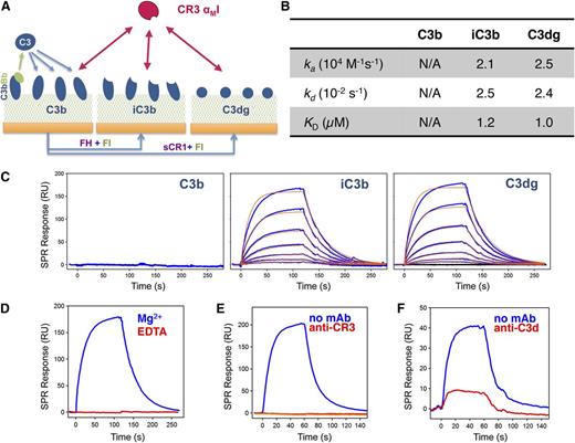 Figure 1. Interaction between CR3-αMI and C3-derived opsonins in physiologic orientation. (A) Schematic overview of surface opsonization for the SPR study. C3b was covalently deposited via its thioester domain by on-chip formation of the C3 convertase and injection of C3. The resulting C3b surfaces were either left unchanged or converted to iC3b and C3dg by injecting factor I (FI) with cofactors factor H or soluble CR1, respectively (supplemental Methods; supplemental Figure 2A). (B-C) Interaction profile of CR3-αMI toward C3b, iC3b, and C3dg. Recombinant CR3-αMI (0.03-2 µM) was injected over all 3 opsonin surfaces in Mg2+-containing buffer, and the interaction was recorded as change in SPR response in resonance units (RU). In the case of iC3b and C3dg, processed responses (C; blue) were fit to a 1:1 Langmuir model (C; red) to extract kinetic rate constant and binding affinity (B); the C3b surface did not result in a significant binding response. The binding data are representative of 2 independent experiments with comparable results. (D-F) Evaluation of binding specificity of the CR3-αMI interaction with C3dg. (D) Metal ion dependence was tested by injecting CR3-αMI (500 nM) to C3dg in the presence of either 1 mM MgCl2 or 3 mM EDTA. Binding sites were validated using blocking antibodies against (E) the αMI domain of CR3 (mAb CBRM1/5) and (F) the C3d domain of C3 (mAb 1149).