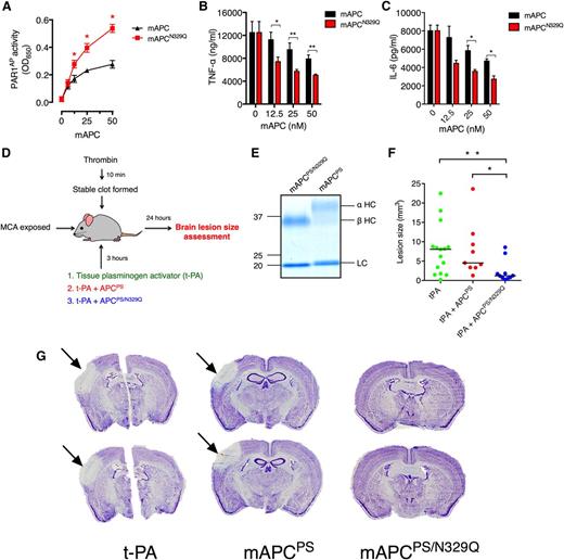 Figure 2. APC-β exhibits superior inhibition of cerebral injury in murine ischemic stroke. (A) 293T cells transfected with EPCR and PAR1-AP were incubated with mAPC or mAPCN329Q (6.25-50 nM) for 3 hours. AP activity was assessed using QUANTI Blue AP substrate, as before. RAW264.7 macrophages were incubated with mAPC (black bars) or mAPCN329Q (red bars) (12.5-50 nM) for 3 hours before stimulation with LPS (50 ng/mL) for 18 hours. Secretion of (B) TNFα and (C) IL-6 was measured by ELISA. (D) Schematic description of the ischemic stroke model and study protocol. (E) Sodium dodecyl sulfate polyacrylamide gel electrophoresis analysis under reducing conditions of purified recombinant mAPCPS and mAPCPS/N329Q. Proteins were stained with Coomassie Brilliant Blue. The heavy chain of mAPCPS migrates as a diffuse band composed of the APC-α heavy chain and APC-β glycoform heavy chain fractions. The heavy chain of mAPCPS/N329Q is composed solely of the APC-β fraction. (F) Brain infarct volumes post-stroke and t-PA administration were calculated in each mouse by staining 20-μm coronal brain sections with thionine, which is unable to stain lesion areas. For volume analysis, 1 section of every 10 covering the entire lesion was analyzed. Individual values and the median of each group are represented; n = 9-15; *P = .006, **P = .004. (G) Images corresponding to 2 thionine-stained sections of representative mice from each group are shown. Lesion areas are unstained, whereas remaining healthy tissue is stained purple.