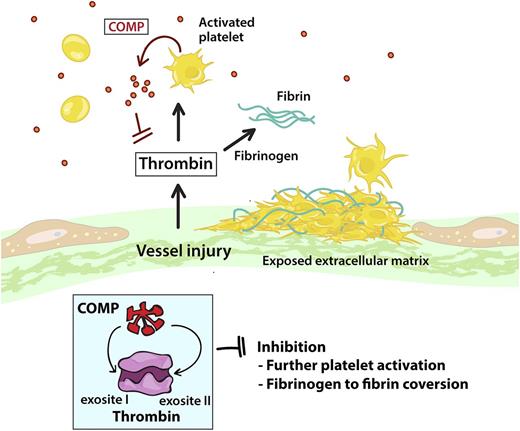 In response to vascular injury, platelets adhere to the exposed vascular extracellular matrix, become activated, and form a thrombus. The activated platelet surface is procoagulant and promotes the generation of thrombin. COMP circulates in plasma and is locally released from, and synthesized by, activated platelets, where it functions as an endogenous inhibitor of thrombin, inhibiting the conversion of fibrinogen to fibrin and limiting the degree of thrombin-induced platelet activation through PAR receptors. COMP binding to thrombin occurs through thrombin exosites I and II.