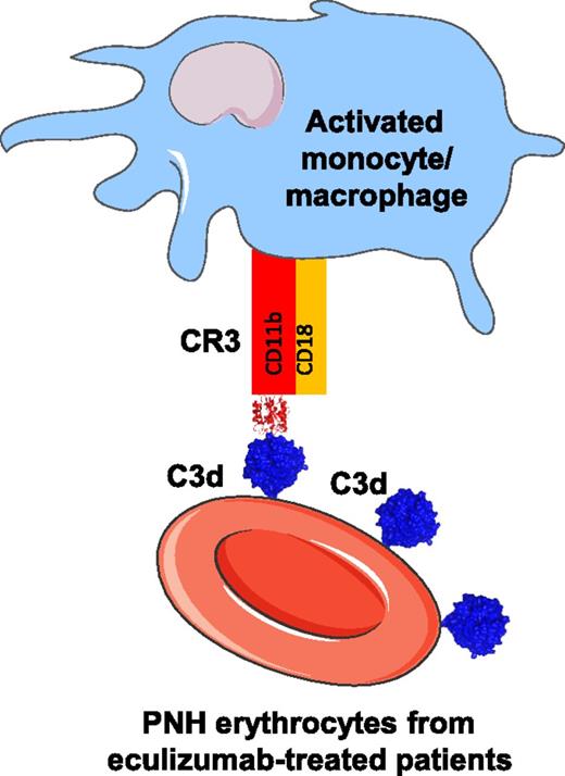 Mechanism of C3dg-CR3–mediated erythrophagocytosis. The erythrocytes of patients with PNH and treated with eculizumab are opsonized by C3dg. C3dg serves as a ligand of CR3, facilitating the erythrophagocytosis by activated monocytes and potentially by macrophages. The cell shapes in the figure are taken from Servier Medical Art database (http://www.servier.fr/smart/banque-dimages-powerpoint). The atomic coordinates of the integrin I domain of the CR3-C3d complex (Protein Data Bank ID code 4M76) and the C3d domain taken out of it are used for the representation.