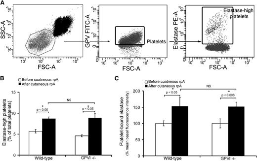 Figure 3. Platelets scavenge neutrophil elastase during IC-mediated inflammation. (A) Flow cytometry dot plots describing the identification of elastase-positive platelets in whole blood. Platelets were identified according to their light-scattering properties (left) and positivity for glycoprotein V (GPV) (middle). A subpopulation of platelets with highly positive elastase was then further identified using a fluorescent polyclonal antibody to neutrophil elastase (right). (B) Comparison of the proportion of elastase-high platelets among total circulating platelets before and 4 hours after inducing the cutaneous rpA reaction in wild-type and GPVI−/− mice. n = 7-8 mice per group. (C) Mean elastase levels on circulating platelets before and 4 hours after inducing the cutaneous rpA reaction in wild-type and GPVI−/− mice. Results are expressed relative to the mean fluorescence intensity for elastase measured on wild-type platelets before the induction of the rpA reaction. n = 7-8 mice per group. FSC-A, forward scatter area; SSC-A, side scatter area.