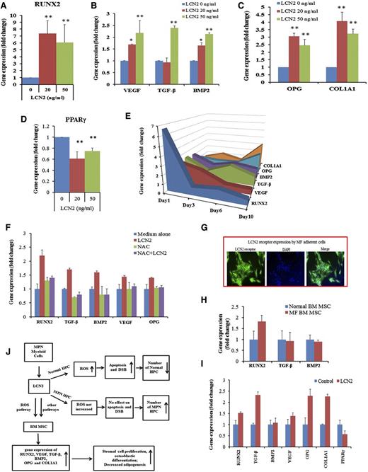 Figure 7. LCN2 treatment of BM ACs induces expression of genes associated with osteoblastic, but not the adipocytic, differentiation program. qRT-PCR revealed that RUNX2 transcript levels were increased 1 day after incubation with LCN2 (A); VEGF, TGF-β, and BMP2 transcripts were also increased by the addition of LCN2 in a dose-dependent fashion after 1 day (B); LCN2 treatment increased OPG and COL1A1 gene expression after 10 days of incubation (C); and PPARγ gene levels were decreased after 1 day of incubation with LCN2 (D). (E) Three-dimensional area graph showing the time course of expression of various genes by BM ACs after incubation with LCN2 (50 ng/mL). (F) Addition of NAC blocked the expression of RUNX2, VEGF, TGF-β, BMP2, and OPG transcripts induced by LCN2 after 1 day. (G) Immunofluorescence staining with an anti-LCN2 receptor antibody (SLC22A17) revealed that MF BM ACs expressed the LCN2 receptor (green); nuclei were stained with DAPI. (H) qRT-PCR results revealed that RUNX2 transcription levels were increased in untreated MF BM ACs. (I) qRT-PCR showed that 10 days of treatment with LCN2 increased RUNX2, TGF-β, VEGF, and OPG gene expression but decreased PPARγ gene expression by MF BM ACs. (J) Diagram summarizing the proposed effects of LCN2 on hematopoietic progenitor cells and BM stromal cells in MF. DSB, DNA strand break; HPC, hematopoietic progenitor cells.