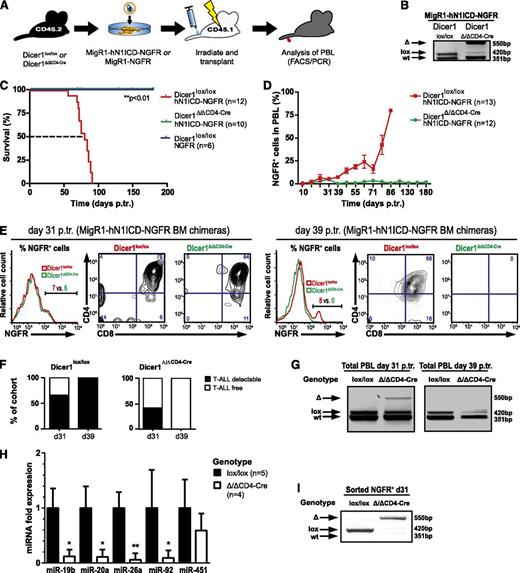 Figure 1. Dicer1 is essential for Notch-mediated T-ALL induction. (A) Lin− BM cells from CD45.2+ donors (Dicer1lox/lox or Dicer1Δ/Δ CD4-Cre) were transduced with MigR1-hN1ICD-NGFR RV or MigR1-NGFR RV and transplanted into CD45.1+ congenic recipients, and hosts were monitored for T-ALL development by PBL analysis. (B) Dicer1 deletion PCR performed on thymocyte DNA from MIGR1-hN1ICD-NGFR transduced chimeric Dicer1lox/lox or Dicer1Δ/Δ CD4-Cre mice 8 weeks posttransplantation (p.tr.). wt, wild-type Dicer1, 351 bp; lox, loxP Dicer1 allele, 420 bp; Δ, recombined Dicer1 allele, 550 bp. (C) Kaplan-Meier survival plot of BM chimeras as outlined in panel A. Depicted are 3 experimental cohorts pooled from 2 independent experiments: (1) Dicer1lox/lox transduced with NGFR control RV particles, Dicer1lox/loxNGFR; (2) Dicer1lox/lox transduced with hN1ICD-NGFR RV particles, Dicer1lox/lox hN1ICD-NGFR; and (iii) Dicer1Δ/ΔCD4-Cre transduced with hN1ICD-NGFR RV particles, Dicer1Δ/ΔCD4-Cre hN1ICD-NGFR. The dashed line indicates median survival time (MST; 80 days). (D) T-ALL cell expansion in the periphery assessed by NGFR+ cells in total PBLs. FACS analysis on PBLs is shown at the indicated time points p.tr., the percentage of NGFR+ cells was measured gating on live cells, and mouse numbers are indicated in brackets. Symbols represent mean ± standard deviation (SD) for mice analyzed per time point. (E) Representative flow cytometric analysis of NGFR+ PBLs of MigR1-hN1ICD-NGFR transduced Dicer1lox/lox (red) or Dicer1Δ/ΔCD4-Cre (green) BM chimeras at day 31 p.tr. (left panel, histogram and contour plots) and day 39 p.tr. (right panel, histogram and contour plots). The CD4+ vs CD8+ profile is shown gated on NGFR+ cells based on the histograms. (F) Left bar graph indicates the percentage of mice within the Dicer1lox/lox control cohort with >3% NGFR+ cells (T-ALL detectable, ▪) or <3% (T-ALL free, ☐) in total PBLs at 31 days p.tr. (62%; n = 9/13) and 39 days p.tr. (100%; n = 12/12). Dicer1Δ/Δ CD4-Cre chimeras are shown in the right bar graph. At day 31 p.tr., 42% (n = 5/12) of these mice have >3% of NGFR+ cells in the PBLs, but 0% (n = 0/10) at day 39 p.tr. (G) Dicer1 deletion PCR on total PBLs of MigR1-hN1ICD-NGFR transduced Dicer1lox/lox and Dicer1Δ/Δ CD4-Cre chimeras at day 31 (left panel) and day 39 p.tr. (right panel). (H) Expression (qRT-PCR) of oncomiRs miR-19b, miR-20a, miR-26a, miR-92a, and miR-451 is shown at day 31 p.tr. in RNA samples isolated from sorted CD45.2+ NGFR+ cells from splenocytes of MigR1-hN1ICD-NGFR transduced Dicer1Δ/Δ CD4-Cre BM chimeras (n = 4) and normalized to the expression of sorted NGFR+ cells from MigR1-hN1ICD-NGFR transduced Dicer1lox/lox BM chimeras (n = 5). (I) Dicer1 deletion was assessed in samples from panel H by PCR. Data (D-H) represent 2 independent experiments. *P < .05; **P < .01.