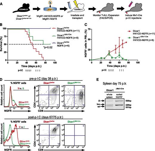 Figure 2. Efficient inactivation of Dicer1 rescues mice from early stage T-ALL. (A) Lin− BM cells from CD45.2+ donors (Dicer1lox/lox or Dicer1lox/lox Mx1-Cre) were retrovirally transduced with hN1ICD-NGFR or NGFR alone and transplanted into CD45.1+ congenic hosts. Once NGFR+ cells were detected in PBLs (at day 38 p.tr.), Mx1-Cre was activated using p-I:C. A second round of 3 p-I:C injections was initiated at day 60 p.tr. in order to activate Mx1-Cre in residual Dicer1lox/lox T-ALL cells in Dicer1∆Mx1-Cre BM chimeras. (B) Kaplan-Meier survival plot of chimeric animals pooled from 2 independent experiments as outlined in panel A. Depicted are 3 experimental groups: (1) Dicer1lox/lox transduced with NGFR control RV particles, Dicer1lox/loxNGFR; (2) Dicer1lox/lox transduced with hNICD-NGFR RV particles, Dicer1lox/loxhNICD-NGFR; and (3) Dicer1lox/lox Mx1-Cre transduced with hNICD-NGFR RV particles, Dicer1ΔMx1-Cre hNICD-NGFR . The dashed line indicates MST: red= 52 days, green = 82.5 days. (C) Expansion of peripheral T-ALL cells measured by the percentage of NGFR+ cells in total PBLs from panel B. (D) Representative FACS plots of NGFR+ PBLs of Dicer1lox/lox or Dicer1lox/lox Mx1-Cre at day 38 p.tr. (upper panel) and at day 67 p.tr. Dicer1lox/lox and day 75 p.tr. Dicer1ΔMx1-Cre (lower panel). The CD4+ vs CD8+ profile is shown gated on NGFR+ cells based on the positive fraction in the histograms. (E) Dicer1 deletion PCR on DNA extracted from total splenocytes of a representative Dicer1ΔMx1-Cre BM chimeric animal with incomplete Dicer1 deletion at day 75 p.tr. (left) and on sorted (CD45.2+ NGFR+) T-ALL cells from the same spleen (right).
