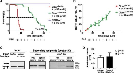 Figure 3. Late-stage T-ALL cells counterselect against loss of Dicer1 function. (A) Kaplan-Meier survival plot of secondary RAG2γc−/− recipients from 3 pooled independent experiments. Depicted are 3 experimental groups: (1) RAG2γc−/− injected with p-I:C only, RAG2γc−/− + p-I:C; (2) RAG2γc−/− transplanted with late-stage T-ALL cells (Dicer1lox/lox) and injected with p-I:C, Dicer1lox/lox + p-I:C; and (3) RAG2γc−/− transplanted with late-stage T-ALL cells (Dicer1lox/lox Mx1-Cre) and injected with p-I:C, Dicer1lox/lox Mx1-Cre + p-I:C . The dashed line indicates MST: red = 15 days, green = 43 days. P-I:C and arrows indicate p-I:C injections. (B) T-ALL progression measured by the percentage of NGFR+ cells in total PBLs. P-I:C and arrows indicate p-I:C injections. (C) Dicer1 deletion PCR. Shown are the results on DNA samples of representative tumor cells prior to transplantation into RAG2γc−/− recipients (“input”, Dicer1lox/lox and Dicer1lox/lox Mx1-Cre; left panel), PBLs and splenocytes of corresponding representative secondary recipient animals after transplantation (“secondary recipients”; middle and right panels) 23 to 43 days p.tr. (D) Bar graph depicts the absolute cell numbers of splenocytes isolated from late-stage secondary T-ALL recipient animals.