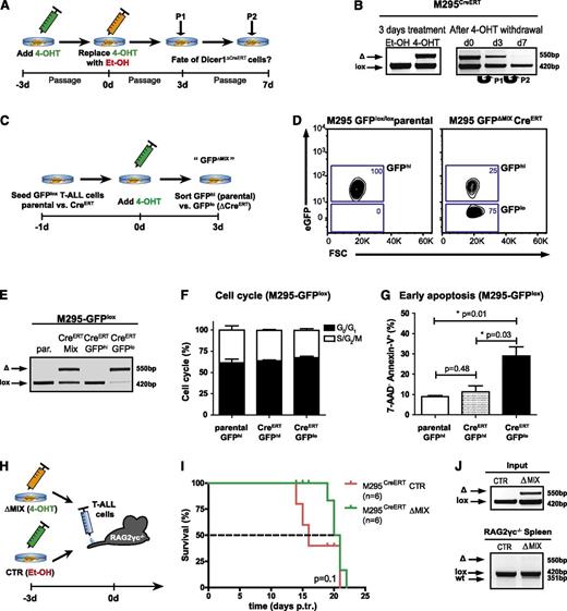 Figure 4. Loss of miRNAs leads to induction of apoptosis in T-ALL cells. (A) Experimental strategy to study Dicer1 deletion in vitro. CreERT was activated in the CreERT transgenic murine T-ALL cell line M295CreERT (Dicer1lox/lox) for 3 days by addition of tamoxifen (4-OHT) to inactivate Dicer1. Control T-ALL cells (M295CreERT) were treated with ethanol (Et-OH) only. T-ALL cells were passaged twice (P1, P2), maintained under 4-OHT-free conditions, and Dicer1 deletion was assessed by deletion PCR. (B) Dicer1 deletion PCRs on T-ALL cell line M295CreERT after initial deletion of Dicer1 in vitro as outlined in panel A. Shown is 1 representative out of 2 performed experiments. Initial deletion after 3 days of 4-OHT treatment (left). Dicer1 deletion at day 0, 3 (P1, passage 1) and 7 (P2, passage 2) after initial CreERT activation (right). (C) Experimental strategy to lineage trace Dicer1-deficient T-ALL cell populations. Both T-ALL cell lines M295 (parental) and M295CreERT were lentivirally transduced with a loxP flanked eGFP reporter construct (M295CreERT-GFPlox). After administration of 4-OHT for 3 days, parental GFP expressing (GFPhi) and CreERT transgenic GFPlox transduced GFP positive and negative (ΔMIX, GFPhi and GFPlo) cells were assessed by FACS for cell cycle analysis and induction of apoptosis. (D) Representative flow cytometric analysis of M295CreERT-GFPlox 3 days after 4-OHT treatment compared with parental M295-GFPlox T-ALL cells. (E) Representative Dicer1 deletion PCR on DNA derived from parental M295-GFPlox (par.), unsorted M295CreERT-GFPlox (CreERT MIX) and FACS-sorted GFPhi vs GFPlo (CreERT-GFPhi vs CreERT-GFPlo) cells 3 days after 4-OHT treatment. (F) Assessment of cell cycle status of GFPlox transduced T-ALL cells 3 days after 4-OHT treatment (M295-GFPhi parental vs M295CreERT-GFPhi vs M295CreERT-GFPlo). (G) Quantification of early apoptosis (7-AAD− Annexin-V+) in M295-GFPlox (parental GFPhi) and M295CreERT-GFPhi vs M295CreERT-GFPlo cells. Data (F-G) are pooled from 2 independent experiments. (H) Experimental approach to assess the fate of Dicer1-deleted T-ALL cells in vivo. M295CreERT cells were treated for 3 days with 4-OHT yielding deleted and undeleted cells (ΔMIX) or Et-OH only as control (CTR), these cells were subsequently transplanted into RAG2γc−/− recipient animals. (I) Kaplan-Meier survival plot of RAG2γc−/− recipients receiving M295CreERT CTR T-ALL cells or ΔMIX cells. The dashed line indicates MST: red = 16 days, green = 20.5 days. (J) Dicer1 deletion PCR on DNA from cells of the M295CreERT T-ALL line prior to transplantation (CTR or ΔMIX, upper panel, “input”, same experiment as in panel I) and on splenocytes of RAG2γc−/− recipient animals with late-stage T-ALL (lower panel).