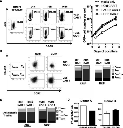Figure 2. CD5 CAR T cells produce limited fratricide and spare VSTs. (A) Autologous GFP+ T cells were mixed with T cells transduced with Ctrl CAR, truncated CD5 CAR (ΔCD5 CAR, without intracellular signaling domains), or full length CD5 CAR at 1:2 E:T ratio and cocultured for 7 days. Numbers in dot plots denote cell counts of gated GFP+ autologous T cells per well at indicated time points (left). Graph (right) summarizes data from 4 donors ± SD. (B) Phenotype of activated T cells 10 days after transduction with Ctrl CAR or CD5 CAR. Naïve T cells (TNAIVE, CD45RA+ CCR7+), central memory (TCM, CD45RA− CCR7+), effector and effector-memory (TEFF/TEM, CD45RA− CCR7−), and TEMRA (CD45RA+ CCR7−) subsets are shown on representative dot plots with gating strategy (left) and as mean data from 3 donors (right). (C) Phenotype of autologous GFP+ T cells after coculture with Ctrl CAR- or CD5 CAR-transduced T cells for 24 hours. Data shown as mean average from 3 donors. (D) Autologous GFP+ T cells were cocultured with Ctrl CAR T or CD5 CAR T cells for 72 hours and purified by cell sorting. Frequency of T cells specific for cytomegalovirus, Epstein-Barr virus, and adenovirus among sorted cells was measured by IFN-γ ELISPOT.