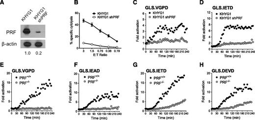Figure 5. Caspase biosensors are activated by perforin-dependent and -independent mechanisms. The PRF dependence of the biosensor signal was tested with shRNA silencing of PRF1 in KHYG1 cells (A-D) and a patient-derived line deficient in PRF (E-H). (A) Expression of PRF in parental KHYG1 line and in KHYG1 shPRF transduced with shRNA specific to PRF1 3′UTR. PRF expression relative to KHYG1 is shown. Relative PRF expression to KHYG1 is shown below. (B) Cytotoxicity of KHYG1 shPRF cells against K562 targets is decreased. Error bars represent SEM from >10 independent experiments. Luciferase biosensors were sensitive to PRF knockdown in KHYG1 shPRF cells after 1:1 conjugation with K562 cells expressing (C) GLS.VGPD or (D) GLS.IETD. (E-H) HVS-CL line from PRF−/− patient or PRF+/+ donor reveals late caspase activation after 1:1 conjugation with K562 expressing: (E) GLS.VGPD, (F) GLS.IEAD, (G) GLS.IETD, or (H) GLS.DEVD. For luciferase assays, each datum point represents the mean of 4 replicate wells. One representative graph is shown from 3 independent experiments with similar results.