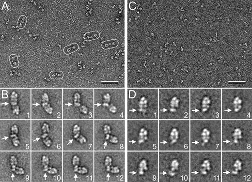 Figure 1. EM analysis of FVIII in complex with dimeric and monomeric D′D3. (A) Representative raw image of dimeric FVIII-D′D3 in negative stain. Some of the complexes are circled. The scale bar represents 50 nm. (B) Selected class averages of dimeric FVIII-D′D3 complex illustrating that the angle between the 2 FVIII molecules varies greatly. White arrows indicate the density representing the dimeric D′D3 domain. The side length of individual panels is 75.1 nm. (C) Representative raw image of monomeric FVIII-D′D3 in negative stain. The scale bar represents 50 nm. (D) Selected class averages of monomeric FVIII-D′D3 complex illustrating that structural heterogeneity persists in this complex. White arrows indicate the density representing the monomeric D′D3 domain. The side length of individual panels is 33.4 nm.