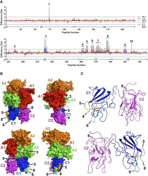 Figure 2. Mapping of the D′D3 domain-binding site on FVIII by HDX-MS. (A) HDX difference plots illustrating localized differential deuterium uptake by the FVIII component of rFVIIIFc in the presence and absence of the monomeric D′D3 construct for the FVIII heavy chain (upper panel) and light chain (lower panel). The x-axis indicates the 463 peptides derived from the B domain–deleted FVIII sequence ordered from the N to C terminus based on their respective midpoints, and the y-axis indicates the calculated mass difference caused by differential deuterium uptake for peptides derived from FVIII in the D′D3-bound and D′D3-free states. FVIII domain boundaries are indicated with arrows. Individually colored curves correspond to the average mass difference values calculated for data acquired at the time points indicated. Vertical gray bars represent the sum of differences across all time points for a given peptide. Positive values for x indicate peptides for which deuterium uptake is reduced in the presence of the D′D3 domain. Peptides and overlapping clusters of peptides exhibiting statistically significant perturbations in deuterium uptake according to criteria defined by Houde et al18 are numbered and indicated with colored horizontal bars or dots, with green indicating those for which noncontradictory peptide overlap patterns could be derived and red indicating those for which this was not possible within the given constraints for statistical significance. (B) Surface representations of the FVIII structure (PDB ID: 2R7E19) with individual domains colored as indicated. Numbered areas correspond to sites of differential deuterium uptake identified in (A). (C) Ribbon representations of the FVIII C1 and C2 domains with areas corresponding to differential deuterium uptake numbered as in (B).