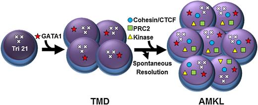 Figure 1. DS-AMKL pathogenesis. In utero truncating mutations in GATA1 lead to a TMD in the neonatal period that resolves in the absence of treatment. Residual cells either undergo apoptosis or acquire additional cooperating mutations leading to overt AMKL with an average latency of 3 years. Recurrently targeted genes include but are not limited to cohesin complex components, CTCF, the PRC2 complex, and kinase-signaling genes. Of the 26 sequenced DS-AMKL cases that carry mutations in cohesin, 6 contained mutations in a PRC2 complex gene as well as a kinase as shown in this example.25 Cohesin mutation, ●; GATA1 mutation, ★; kinase mutation, ▲; PRC2 mutation, ▪; Trisomy 21, ×××.