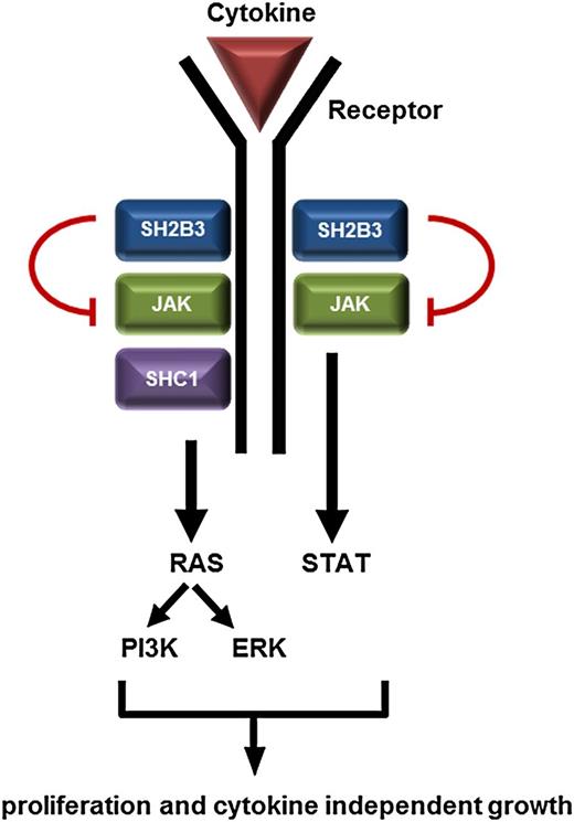 Figure 2. JAK signaling in megakaryopoiesis. Cytokine binding to its cellular receptor leads to dimerization and phosphorylation that in turn binds and activates JAK, leading to downstream activation of RAS signaling and phosphorylation of STAT transcription factors. Receptors and kinases with activating mutations identified in AMKL include MPL, PDGFRB, JAK1, JAK2, JAK3, NRAS, and KRAS. Mutations in SH2B3 have been identified in DS-AMKL. SHC1, adapter molecule; SH2B3, inhibitor of JAK2.