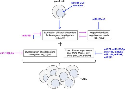 Schematic representation of miRNAs that target tumor suppressors (onco-miRNAs, blue) or oncogenes (tumor-suppressive miRNAs, magenta) in Notch-induced T-ALL. Events that promote leukemogenesis are highlighted in blue, whereas those that suppress leukemogenesis are shown in magenta. GOF, gain of function.