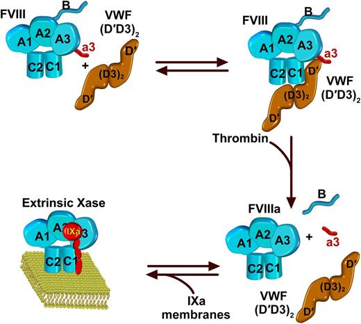 FVIII is a heterodimer with a domain structure of A1-A2-B and A3-C1-C2. In the standard view and in accordance with crystal structures, they are illustrated with the polypeptide chain running clockwise from A1 to C2. FVIII circulates in complex with VWF. Binding to VWF is approximated by its dimeric D′D3 fragment as illustrated, with major contacts between D′ and the C1 domain. Additional interactions occur with the A3 domain and the a3 acidic peptide as well as the C2 domain. Thrombin cleavage of FVIII liberates the a3 peptide and the B domain, resulting in the dissociation of the resultant FVIIIa from VWF. FVIIIa is then available to interact with membranes and FIXa to form the extrinsic Xase complex of coagulation.