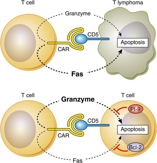 Interaction of anti-CD5 CAR T cells with CD5-expressing T-lymphoma and normal T cells triggers cytotoxic effector pathways that are effective in lymphoma but blocked by PI-9 and Bcl-2 in normal T cells. Fas/FasL is the dominant pathway mediating apoptosis in lymphoma cells, and the perforin/granzyme pathway is dominant in primary T cells. Professional illustration by Patrick Lane, ScEYEnce Studios.