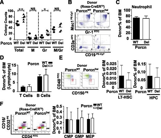 Figure 2. Successful BM reconstitution from PorcnDel HSCs. (A) Rosa-CreERT2/PorcnDel BM cells formed hematopoietic progenitor colonies in culture. PorcnDel (n = 5 wells, 2 mice) were compared with PorcnWT donors (n = 4 wells, 2 mice). A mild increase in granulopoiesis was observed. Total: all types of colonies including granulocyte, erythrocyte, monocyte, megakaryocyte (GEMM), granulocyte (Gr), monocyte (M), granulocyte and monocyte (Gr/M) (*P < .05 and **P < .01. NS: P > .05, Mann-Whitney test). (B) Rosa-CreERT2/PorcnDel BM successfully reconstitutes sublethally irradiated recipient mice. Analysis was performed 5 months after BMT. Representative gating for donor BM lymphocytes and neutrophils (CD45.2+) (n = 4 and 5 for PorcnWT and PorcnDel mice, respectively, 2 independent experiments). (C) Quantification of donor neutrophil frequency in total BM cells from recipient mice. (D) Quantification of donor lymphocyte frequency in total BM cells from recipient mice. (E) Representative LT-HSCs, and HPC gating based on donor cells (CD45.2+) (right panel). Quantification of donor LT-HSCs, and HPC frequency in total BM cells from recipient mice (n = 4 and 5 for PorcnWT and PorcnDel mice, respectively, 2 independent experiments). (F) Representative myeloid progenitor gating based on donor cells (left panel). Quantification of donor myeloid progenitor frequency in total BM cells from recipient mice.