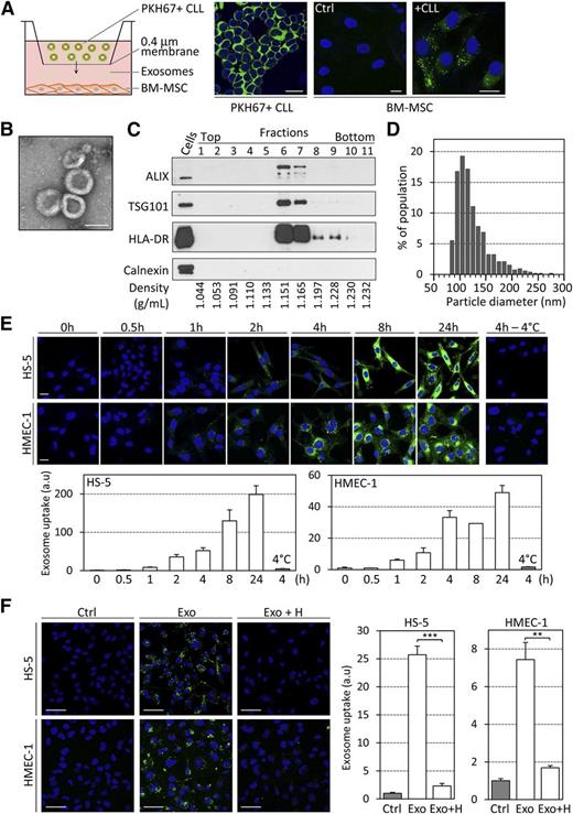 Figure 1. CLL cells secrete exosomes that rapidly enter stromal cells in culture. (A) A 24-hour coculture assay of primary CLL cells (1 × 106 in upper compartment) and BM-MSCs (2 × 104) was established in 6-well plates containing 0.4-µm pore inserts. BM-MSCs were cultured in the absence (Ctrl) or presence (+CLL) of primary PKH67-labeled CLL cells (green). Images were captured by fluorescence confocal microscopy. Nuclei were stained with 4,6 diamidino-2-phenylindole (DAPI) (blue). Representative image of n = 6 experiments. Scale bar, 20 µm. (B) Electron microscopy image of purified CLL exosomes. Scale bar, 100 nm. (C) Western blot analysis of the fractions collected after sucrose density gradient of the 110 000g pellets obtained using ultracentrifugation of CLL cell supernatants. Positive control was CLL cell lysate. (D) Size analysis of CLL exosomes using tunable resistive pulse sensing (TRPS)-based analysis (qNano). (E) The BM-derived stromal cell line HS-5 and the endothelial cell line HMEC-1 were incubated with 50 µg/mL PKH67-labeled CLL exosomes (MEC-1) for the indicated times before 4 washes and fixation. (Upper) Exosome uptake was followed by fluorescence confocal microscopy. Scale bar, 20 µm. (Lower) Quantification of exosome uptake by ImageJ software. Data are presented as fold change relative to 0 hours (n = 3). (F) HS-5 and HMEC-1 cells were incubated for 4 hours in the absence (Ctrl) or presence of 20 µg/mL PKH67-labeled CLL exosomes (MEC-1) untreated (Exo) or pretreated for 30 minutes with 10 ng/mL heparin (Exo + H). (Left) Images were captured by fluorescence confocal microscopy. Scale bar, 50 µm. (Right) Quantification of exosome uptake by ImageJ software. Data are presented as fold change relative to Ctrl (n = 3). **P < .01, ***P < .001.