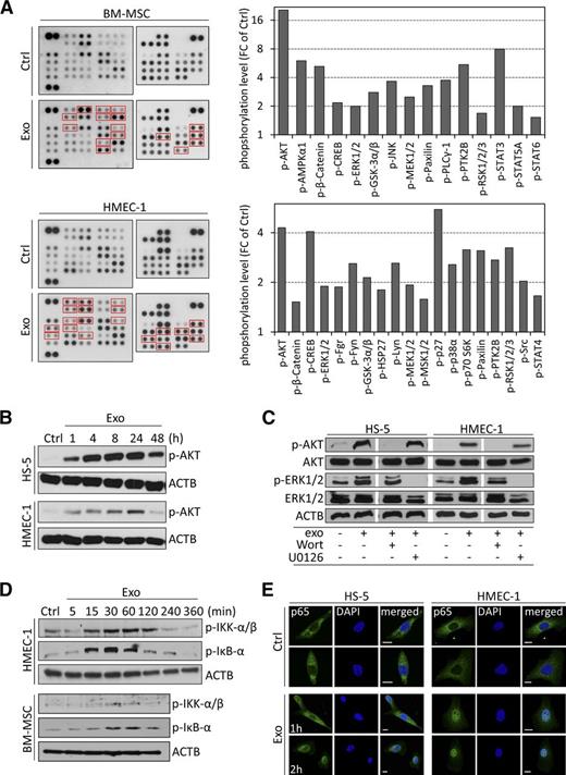 Figure 4. CLL exosomes rapidly activate kinases and NF-κB in stromal cells. (A) Phospho-kinase antibody array performed on protein lysates from BM-MSCs and HMEC-1 cells either untreated (Ctrl) or treated for 1 hour with 50 µg/mL CLL exosomes (MEC-1; Exo) (left). Cell lysates were hybridized to membranes containing capture antibodies specific for phosphorylated kinases. Quantification of CLL exosome-induced phosphorylated proteins highlighted by red boxes in left panel (right). Data are reported as fold change (FC) relative to Ctrl. (B) Kinetic of CLL exosome-induced AKT phosphorylation in HS-5 and HMEC-1 cells by immunoblot analysis. ACTB was used as loading control (representative of n = 3). (C) HS-5 and HMEC-1 were preincubated for 30 minutes in the absence (−) or presence (+) of PI3K inhibitor wortmannin (Wort, 100 nM) or MEK inhibitor U0126 (10 µM) before culturing for 5 minutes in the absence (−) or presence (+) of 50 µg/mL CLL exosomes (MEC-1). Expression of AKT and ERK1/2 and their phosphorylated forms (p-AKT and p-ERK1/2) was analyzed by immunoblot. ACTB was used as loading control (representative of n = 3). (D) Immunoblot analysis of IKK-α/β and inhibitory NF-κBα phosphorylation in cell lysates of BM-MSCs and HMEC-1 untreated (Ctrl) or incubated with 50 µg/mL CLL exosomes (MEC-1) for the indicated periods of time. ACTB was used as loading control (representative of n = 3). (E) Representative images of nuclear translocation of p65 in exosome-treated cells.HS-5 and HMEC-1 cells were untreated (Ctrl) or treated with CLL exosomes (Exo; 50 µg/mL) for 1 or 2 hours. After fixation and permeabilization, cells were labeled with anti-p65 antibody (green) and DAPI (blue) and analyzed by confocal microscopy (n = 3). Scale bar, 10 µm.