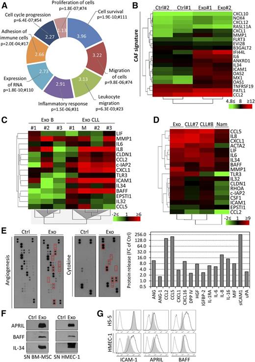 Figure 5. CLL exosomes alter the transcriptome of stromal cells and induce the release of cytokines and proangiogenic factors. (A) Primary BM-MSCs from 2 healthy donors were untreated (Ctrl) or treated with 50 µg/mL CLL exosomes (MEC-1; Exo) for 6 hours, and gene expression was analyzed by microarrays. Functions (IPA) associated with modulated genes are indicated with their respective P values and numbers of associated molecules. Portion radii were calculated according to z score, reflecting activation of the function. (B) CAF signature of BM-MSCs incubated with CLL exosomes. Normalized gene expression values (in log2) were used for unsupervised hierarchical clustering using the TM4MeV software. (C) Unsupervised hierarchical clustering based on gene expression of selected candidates from Figure 5B and supplemental Figure 4A. BM-MSCs were incubated for 72 hours with exosomes produced by healthy donor B cells (B, n = 3), primary CLL cells (CLL, n = 3), or MEC-1 cells (M). qPCR data are reported as fold change (log2 FC) relative to untreated cells. (D) Unsupervised hierarchical clustering based on gene expression of selected candidates from Figure 5B and supplemental Figure 4A. BM-MSCs were cultured for 30 days and stimulated weekly with 50 µg/mL CLL exosomes (MEC-1; Exo) or cocultured with 1 × 106 primary CLL cells (CLL#7 and CLL#8) or Burkitt’s lymphoma Namalwa cell line (Nam) in culture inserts (0.4-µm pores). Medium and cells were changed twice weekly in the upper compartment. qPCR data are reported as fold change (log2 FC) relative to untreated cells. (E) Angiogenesis and cytokine antibody arrays used for the detection of soluble factors in the supernatants of untreated (Ctrl) or CLL exosome-treated (MEC-1; Exo; 50 µg/mL) BM-MSCs after 30 hours culture (left). Quantification of CLL exosome-modulated factors highlighted by red boxes in left panel (right). Data are reported as FC relative to Ctrl. (F) Immunoblot analysis of additional cytokines of interest not present in the arrays. Culture supernatants of BM-MSCs and HMEC-1 untreated (Ctrl) or treated with 50 µg/mL CLL exosomes (Exo) for 24 hours were concentrated and analyzed by immunoblot. (G) HMEC-1 and HS-5 cells incubated for 24 hours in absence (gray shade) or presence (black line) of 50 µg/mL CLL exosomes (MEC-1). Cells were then analyzed by flow cytometry with specific antibodies or isotype controls (dotted line) (representative of n = 3).