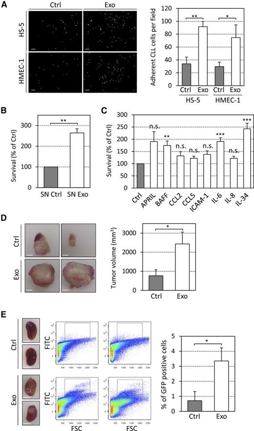 Figure 7. CLL exosomes increase CLL cell adhesion and survival in vitro and promote tumor growth in vivo. (A) Primary CLL cells labeled with PKH67 dye were added for 3 hours to cultures of HS-5 or HMEC-1 cells untreated (Ctrl) or pretreated 24 hours with 50 µg/mL of CLL exosomes (MEC-1; Exo). After 5 washes, images were taken via fluorescence microscopy. (Left) Representative images are shown. Scale bar, 100 µm. (Right) Quantification of CLL cell adhesion (n = 3). *P < .05, **P < .01. (B) CLL cells incubated with supernatants of BM-MSCs untreated (SN Ctrl) or treated for 24 hours with 50 µg/mL CLL exosomes (SN Exo). Cell viability was assessed after 6 days using CCK8 assay. Data are reported as the percentage relative to SN Ctrl (n = 3). **P < .01. (C) Primary CLL cells were treated with indicated cytokines (10 ng/mL) and viability was assessed after 6 days using CCK8 assay. Data are reported as the percentage relative to Ctrl (n = 9). *P < .05, **P < .01, ***P < .001. (D and E) PBS (Ctrl) or 100 µg CLL exosomes (Exo) were mixed with 5 × 106 MEC-1-eGFP cells and subcutaneously injected into eight NSG mice. (D) (Left) Representative images of subcutaneous tumors removed from NSG mice. Scale bar, 5 mm. (Right) Quantification of tumor volume in mm3. *P < .05. (E) (Left) Representative images of kidneys (NSG mice). Scale bar, 5 mm. (Center) Representative flow cytometry plots showing MEC-1-eGFP cells (black gate) in kidneys. (Right) Quantification of GFP positive cells in kidneys.*P < .05.