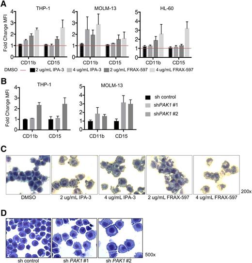 Figure 3. Inhibition of PAK1 induces myelomonocytic differentiation of AML cells. (A) THP-1, MOLM-13, and HL-60 cells were treated with indicated concentrations of IPA-3 or FRAX-597 for 24 hours and analyzed by flow cytometry for expression of CD11b and CD15 cell surface markers for myelomonocytic differentiation. Y-axis plots fold change mean fluorescence intensity. Average of 2 independent experiments; error bars represent standard error of the mean. (B) Expression of CD11b and CD15 cell surface markers on THP-1 infected with lentiviruses targeting PAK1 for knockdown. (C) HL-60 AML cells were treated with indicated concentrations of DMSO (0.2%), IPA-3, or FRAX-597 for 24 hours. Cells were then spun onto slides (cytospin) and stained with Wright-Giemsa stain. (D) THP-1 AML cells were infected with lentivirus targeting PAK1 for knockdown or a nontargeting control and selected with puromycin. Cells were spun onto slides and stained with Wright-Giemsa stain.
