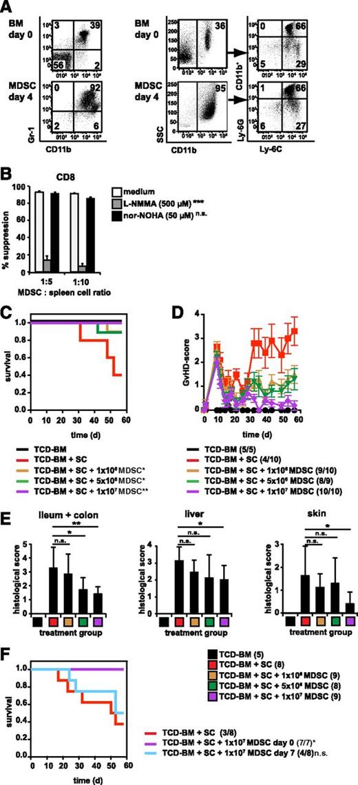 Figure 1. MDSCs prevent GVHD in an MHC class I mismatched B6 → B6.bm1 BMT model when co-injected with the transplant. (A) MDSCs were generated in vitro from BM cells of B6 mice in the presence of GM-CSF and G-CSF. After 4 days, cells were stained for CD11b and Gr-1 expression or the distribution of MDSC subsets was defined on side scatter + CD11b+ cells by the expression of Ly-6C and Ly-6G. Data show 1 representative fluorescence-activated cell sorter (FACS) staining from 3 independent experiments performed. (B) CFSE-labeled B6.SJL-derived SCs (CD45.1+, H-2Kb) were stimulated with medium or irradiated B6.bm1 (CD45.2+, H-2Kbm1) allogeneic SCs in the presence or absence of B6-derived MDSCs. iNOS inhibitor L-NMMA or arginase-1 inhibitor nor-NOHA was added. After 4 days, cells were stained for CD45.1 CD3, CD4, and CD8. Proliferation of CD45.1+CD3+ CD8+ T cells was analyzed and suppression of proliferation was calculated. Data represents the mean of triplicates ± standard deviation (SD) of 1 representative experiment out of 3 experiments performed. ***P < .001. (C-E) Lethally irradiated B6.bm1 recipient mice were reconstituted with TCD-BM from B6 mice without or with B6-derived SCs and co-injected with 1 × 106, 5 × 106, or 1 × 107 B6-derived MDSCs on the day of transplantation. Survival (C) and GVHD scores (D) were determined. (C) TCD-BM + SC vs TCD-BM + SC + 1 × 106 MDSCs, *P ≤ .05 vs TCD-BM + SC + 5 × 106 MDSCs, *P ≤ .05 vs TCD-BM + SC + 1 × 107 MDSCs, **P ≤ .01. Surviving animals/total animals treated are indicated in brackets. (D) Error bars indicate ± standard error of the mean (SEM). (E) Paraffin sections of ileum and colon (left), liver (middle), and skin (right) of 5 to 9 animals/treatment group were analyzed for histologic signs of GVHD on the day mice were euthanized due to their moribund state or at the end of the experiment, *P ≤ .05; **P ≤ .01. (F) Lethally irradiated B6.bm1 recipient mice were reconstituted with TCD-BM and SC from B6 mice; 1 × 107 B6-derived MDSCs were injected either on the day of transplantation (day 0) or 7 days after BMT (day 7) and survival was determined. Surviving animals/total animals treated are indicated in brackets. TCD-BM + SC vs TCD-BM + SC + 1 × 107 MDSCs day 0, *P ≤ .05 vs TCD-BM + SC + 1 × 107 MDSCs day 7, P = .49 considered not significant. n.s., not significant.