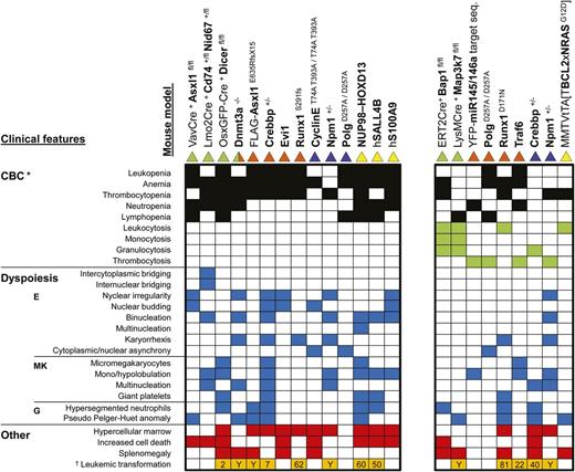 Figure 6. Critical disease features in mice with myelodysplasia. Block plot showing clinical features (rows) present in the different mouse models (columns). The presence of dysplastic characteristics in the myeloid lineages identified to the left of the figure is indicated by blue squares. In addition to myelodysplasia, the mouse models in the right block show cytosis in one or more lineages (green squares), which in most cases is accompanied by cytopenia in a different lineage (black squares). The left block includes models that show only cytopenia (no cytosis). The red squares indicate the presence of a hypercellular marrow, increased cell death, or splenomegaly. Orange squares signify that leukemic transformation occurs in these animals. White squares indicate that the respective feature was absent or not reported for the model. The color(s) of the triangle indicate(s) the type of mouse model presented in the respective column: green indicates a conditional knockout model; orange a BM transplantation model with wild-type mice as recipients; blue, a knockout or knock-in model; yellow, a transgenic model. One of the 45 recipients transplanted with Dnmt3a−/− HSCs developed chronic myelomonocytic leukemia, which is classified as an MDS/MPN overlap disease. Because it was only 1 mouse, this model was not included in the MDS/MPN category. *Peripheral blood cytopenia(s) in 1 of the 3 myeloid lineages is a requirement for the diagnosis of MDS. Leukopenia only signals that the total number of leukocytes is significantly lower than in control mice. However, it does not distinguish between lymphocytes, neutrophils, and monocytes. Information about the size of these subpopulations is essential to make the correct diagnosis. In addition, leukopenia that is only based on a lymphopenia does not fulfill the requirement for the diagnosis of MDS. †Numbers in the respective boxes represent the percentages that develop leukemia, whereas a “Y” denotes the fact that leukemia progression was reported but the proportion of animals was not clear.