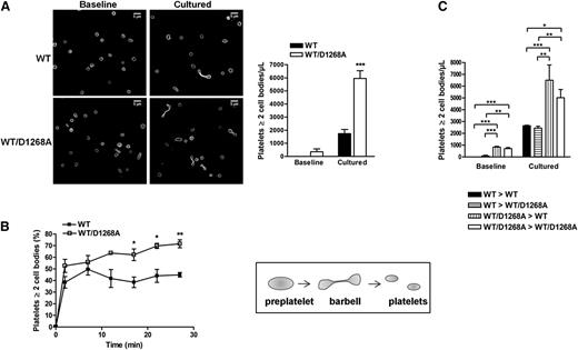 Figure 3. Barbell-shaped proplatelet enrichment in PI3K-C2αWT/D1268A mice. (A) Washed platelets were immediately fixed (baseline) or cultured in suspension for 24 hours (cultured). Panels display a representative example where the platelets were stained for α-tubulin. Scale bar: 5 μm. The bar graph indicates the number of platelets with at least 2 cell bodies per microliter (mean ± SEM; n = 4; ***P < .001 vs WT according to 2-tailed Student t test). (B) Washed platelets were perfused on murine vWF-coated microcapillaries at 18 dynes/cm2. 2 cell bodies platelets and discoid platelets were visualized by real-time videomicroscopy. The percentage of 2 cell bodies platelets on total platelets was calculated (mean ± SEM; n = 3; *P < .05 and **P < .01 vs WT according to 2-tailed Student t test). Schematic representation of dynamic platelet release from preplatelets through barbell-shaped proplatelets. (C) Washed platelets from WT mice transplanted with WT bone marrow (WT > WT), PI3K-C2αWT/D1268A mice transplanted with WT bone marrow (WT > WT/D1268A), WT mice transplanted with PI3K-C2αWT/D1268A bone marrow (WT/D1268A > WT), and PI3K-C2αWT/D1268A mice transplanted with PI3K-C2αWT/D1268A bone marrow (WT/D1268A > WT/D1268A) mice were treated as described in A (mean ± SEM; n = 3; *P < .05, **P < .01, and ***P < .001, according to 2-way ANOVA).