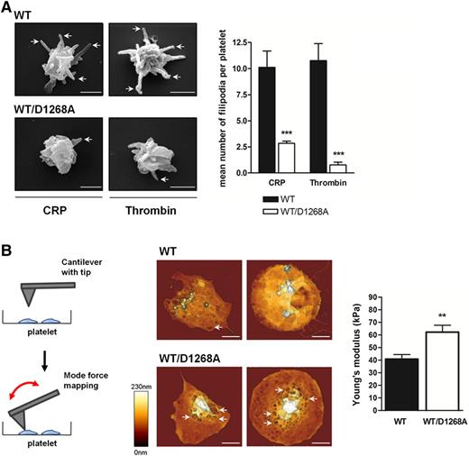 Figure 4. PI3K-C2α controls membrane dynamics and mechanical forces. (A) Washed platelets stimulated in suspension with CRP (10 µg/mL) and thrombin (0.5 IU/mL) were visualized by scanning electron microscopy. Images of 2 WT and PI3K-C2αWT/D1268A platelets are representative of 5 mice. Scale bar: 1 µm. Arrows show filopodia. Filopodia mean number was quantified per platelet (mean ± SEM; n = 3; *P < .05 and **P < .01 vs WT according to 2-tailed Student t test). (B) Schematic representation of AFM technique “force mapping mode,” using a cantilever with tip to record platelet topography and measure the Young’s modulus, inverse reflection of platelet elasticity. Washed platelets were placed on a fibrinogen-coated surface for 45 minutes in the presence of thrombin (0.5 IU/mL). Representative AFM images are shown and arrows indicate membrane invaginations. Scale bar: 1 µm. Quantitative determination of the local mechanical properties of live platelets was carried out by atomic force microscopy (JPK NWII), operating in force distance mode in liquid buffer solution at 37°C. The bar graph represents the platelet mean Young’s modulus (mean ± SEM; n = 3; **P < .01, according to 2-tailed Student t test).
