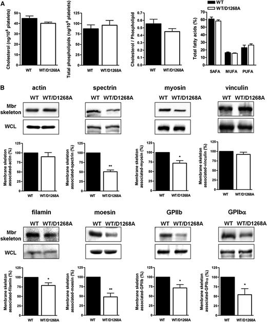 Figure 5. PI3K-C2α is a key regulator of plasma membrane/skeleton integrity. (A) Cholesterol, phospholipids, and fatty acids from resting platelets were analyzed as described in Methods. MUFA, monounsaturated fatty acids; PUFA, polyunsaturated fatty acids; SAFA, saturated fatty acids. (B) Western blot analysis of actin, spectrin, myosin, vinculin, filamin, moesin, GPIIb, and GPIbα from isolated membrane skeleton (Mbr skeleton) and whole lysates (WCL) of resting platelets (mean ± SEM; n = 4–7; *P < .05, **P < .01 vs WT according 1 sample t test).
