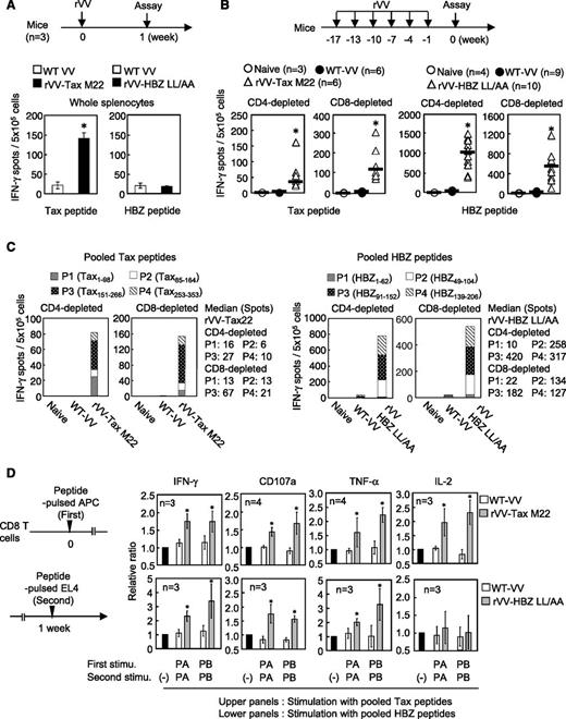 Figure 1. Induction of HTLV-1 antigen-specific T cells by rVV in mice. (A) Mice (n = 3) in each group received a single rVV vaccination. Whole splenocytes were pooled and IFN-γ production was measured after stimulation (stimu) with overlapping peptides. (B) Mice were vaccinated with the rVV as shown. IFN-γ–producing cells among CD4- or CD8-depleted splenocytes were measured after stimulation with the pooled peptides (P1-P4). Data are presented as total number of spots from 4 measured pools. The bars represent median values. (C) The proportion of T cells isolated from rVV Tax M22- or HBZ LL/AA-vaccinated mice reacting to each peptide pool. The results shown are the average for each pool. (D) CD8+ T cells from vaccinated mice were stimulated as indicated, and cells positive for IFN-γ, CD107a, TNF-α, or IL-2 were measured. Cells stimulated with nonpulsed EL4 cells were used as a reference. The bars represent the mean ± standard deviation (SD) for all mice. At least 2 independent experiments were performed. *P < .05 by Student t test. APC, antigen-presenting cell.