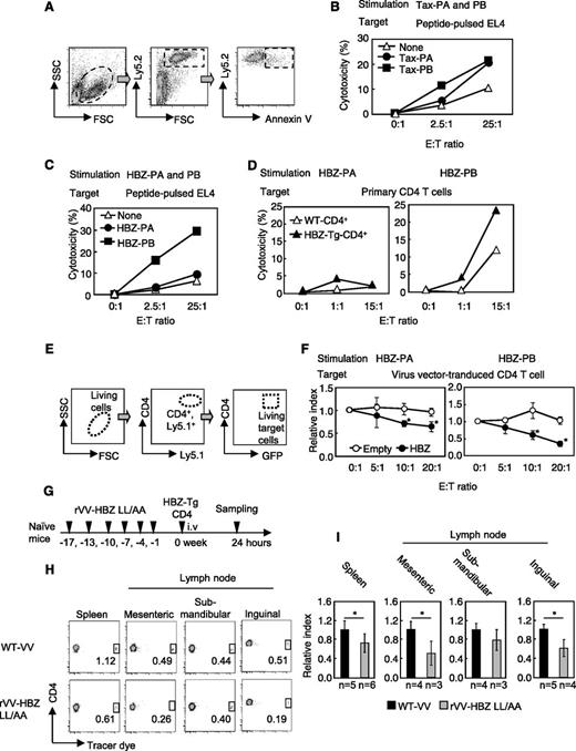 Figure 2. rVV-induced effector cells from vaccinated mice kill CD4+ T cells from HBZ-Tg mice. (A) Schema of the cytotoxicity assay using flow cytometry. Ly5.2 target cells were cocultured with Ly5.1 effector cells. Annexin V– and Ly5.2-positive cells were measured to evaluate cytotoxicity. (B) Cytotoxicity of effector cells from rVV-Tax M22–vaccinated mice. (C) HBZ-PA/HBZ-PB–pulsed EL-4 cells or (D) primary Ly5.2+CD4+ T cells from HBZ-Tg mice were cocultured with Ly5.1+ HBZ effector cells, and cytotoxicity against target cells was measured. Ly5.1 and Ly5.2 were used as markers to discriminate effector T cells and target T cells. (E-F) Cytotoxicity of HBZ-specific effector cells against HBZ-overexpressing CD4+ T cells. (E) Primary Ly5.1+CD4+ T cells were transduced with HBZ and used as target cells in coculture with Ly5.2+ HBZ effector cells. The GFP+ target cells among Ly5.1+ and CD4+ cells were measured. (F) Relative index = E:T(x:1)/E:T(0:1) in GFP-positive cells (%). (G-I) In vivo cytotoxicity assay. (G) Naïve mice were vaccinated 6 times and inoculated with Tracer dye–labeled HBZ-Tg CD4+ T cells; 24 hours later, the percentage of labeled cells was measured in the CD4+ population. (H-I) Transferred HBZ-Tg CD4+ T cells in spleen and mesenteric, submandibular, and inguinal lymph nodes of recipient mice. The percentage of tracer dye–positive cells is shown in the dot plots. The data from WT VV-vaccinated mice was used as a reference. The bars represent the mean ± SD of all mice. At least 2 independent experiments were performed. *P < .05 by Student t test. i.v., intravenous. SSC, side scatter; FSC, forward scatter; E:T, effector:target; GFP, green fluorescent protein.