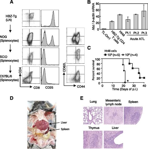 Figure 3. Establishment of an HBZ-induced T-cell line. (A) Expression of various markers in the Ht48 cell line. Cells isolated from the lymph nodes (LN) of an HBZ-Tg mouse were injected intraperitoneally into immunodeficient (NOG and SCID) and immunocompetent mice (C57BL/6) as indicated. Eventually, splenocytes from a C57BL/6 mouse established the cell line we named Ht48. In vivo passage of this cell line was done by serial transplantation. (B) HBZ messenger RNA (mRNA) level in the Ht48 cell line. (C) Intraperitoneal inoculation of Ht48 into C57BL/6 mice decreased their survival in a dose-dependent manner. Survival curves were analyzed by the Kaplan-Meier method, and statistical difference was calculated by log-rank test. *P < .05 by log-rank test. (D) Ht48 inoculation (105 cells) via tail vein resulted in severe accumulation of cells in the liver and spleen after 4 weeks of inoculation. (E) Hematoxylin and eosin staining of tissues from the Ht48-inoculated mice. The data shown represent the mean ± SD of triplicate experiments. At least 2 independent experiments were performed. p.i., post inoculation.