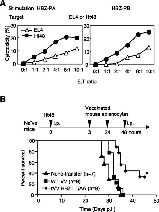 Figure 4. Adoptive transfer of rVV-induced CTLs improves survival in an HBZ-induced ATL mouse model. (A) The cytotoxic effect of HBZ effector cells (Ly5.1) against Ht48 cells (Ly5.2). EL4 cells were used as a negative control. (B) HBZ-specific effector cells improved the survival ratio in an HBZ-induced ATL model. Naïve mice were inoculated intraperitoneally (i.p.), first with Ht48 cells, and then 3 times with peptide-stimulated splenocytes from rVV-HBZ LL/AA–vaccinated mice. At least 2 independent experiments were performed. Survival curves were analyzed by the Kaplan-Meier method, and statistical difference was calculated by log-rank test. *P < .05 by log-rank test.