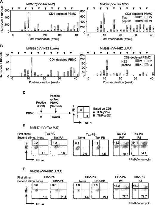 Figure 5. Induction of specific T-cell responses in HTLV-1–infected rhesus monkeys (Macaca mulatta) by rVVs. (A-B) The antigen-specific T-cell response in the monkeys designated (A) MM557 and (B) MM558 was measured in CD4- or CD8-depleted PBMCs by IFN-γ ELISPOT assay. Cells were stimulated with Tax or HBZ pooled peptides (P1-P4). (C-E) IFN-γ and TNF-α production by Tax- or HBZ-specific CD8+ T cells induced by (C) rVV. For IFN-γ and TNF-α production, PBMCs from (D) MM557 and (E) MM558 were isolated 39 weeks after vaccination. Cells were preactivated with pooled peptides and restimulated with peptide-pulsed auto PBMCs, which were labeled with a tracer dye to discriminate between responder and stimulator cells. Cytokine production in CD8+ T cells was measured in the tracer dye–negative population. The percentage of cytokine-producing cells is shown in the dot plots. Phorbol myristate acetate (PMA) and ionomycin (P/I) were used as a positive control of the stimulus.