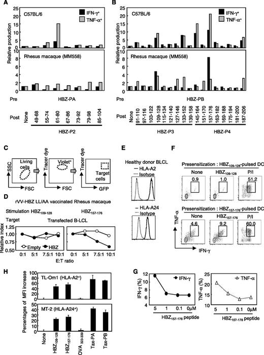 Figure 6. HBZ157-176 is a candidate for the development of an anti-HTLV-1 peptide vaccine. (A-B) Mouse splenocytes and MM558 PBMCs were prestimulated with (A) HBZ-PA or (B) HBZ-PB. Thereafter, mouse (upper panels) and monkey (lower panels) cells were restimulated with single peptide–pulsed DCs (for mice) or single peptide–pulsed auto-PBMCs (for monkeys). IFN-γ and TNF-α production in CD8+ T cells were measured. Cells stimulated with nonpulsed APCs were used as a reference. (C-D) Cytotoxicity assay using B-lymphoblastoid cell lines (B-LCL) overexpressing HBZ. (C) B-LCLs from MM558 were transfected with HBZ, labeled with tracer dye, and used as target cells. (D) Target cells were cocultured with HBZ109-128- or HBZ157-176-stimulated MM558 PBMCs, and cytotoxicity was evaluated by counting living target cells. Relative index = E:T(x:1)/E:T(0:1) in GFP-positive cells (%). (E-G) Cytokine production by HBZ-specific CTLs. (E) HLA-A2 and HLA-A24 expression in PBMCs from a healthy donor. (F) Production of IFN-γ and TNF-α. CTLs were induced by using HBZ109-128 or HBZ157-176-pulsed DCs from an HLA-A2– and HLA-A24–positive healthy donor. The cells were cocultured with auto-B-LCLs pulsed with the matched peptide, and production of IFN-γ and TNF-α was analyzed. (G) HBZ-specific CTLs generated by HBZ157-176-pulsed DCs produced cytokines in a concentration-dependent manner. (H) Peptide reconstitution assay of HBZ109-128 and HBZ157-176 peptide on HLA-positive HTLV-1–infected and ATL cell lines. Binding of HLA and the peptides was measured by using HTLV-1–infected cell lines TL-Om1 and MT-2. OVA323-339 peptide was used as negative control. Peptide-HLA binding was measured as a recovered mean fluorescence intensity (MFI) of HLA-A2 and HLA-A24 by using flow cytometry. The bars represent the mean ± SD of triplicate experiments.