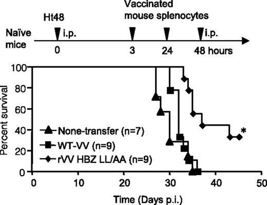 HBZ-specific effector cells improved the survival ratio in an HBZ-induced ATL model. Naïve mice were inoculated intraperitoneally with lymphoma cells expressing HTLV-1 HBZ and then with peptide-stimulated splenocytes from rVV-HBZ–vaccinated mice. Survival curves were analyzed by the Kaplan-Meier method, and statistical differences were calculated by the log-rank test; *P < .05 by the log-rank test. See Figure 4B in the article by Sugata et al that begins on page 1095.