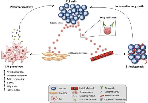 CLL-derived exosomes have a paracrine effect on stromal cells residing in the TME. The transfer of exosomal cargoes (miRNA and proteins) to target cells (bone marrow, BM-MSCs, and endothelial cells) induces an inflammatory CAF phenotype in these cells that assume an aberrant stimulatory, protumoral role (increased angiogenesis, release of pro-survival chemokines/cytokines). In parallel, CLL-derived exosomes can act as decoy receptors for rituximab, thus representing a potential drug escape mechanism in the TME. BM, bone marrow; NK-κB, nuclear factor κB.
