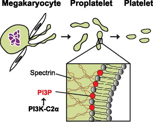 Membrane remodeling by class II PI3K-C2α is essential for platelet maturation. Megakaryocytes initiate platelet production by extending and releasing intermediate platelet structures called proplatelets into the bloodstream. Released proplatelets undergo a series of remodeling steps to generate mature platelets. Valet et al show that PI3K-C2α generates a distinct pool of PI3P in resting platelets that may modulate membrane elasticity and remodeling by reorganizing membrane skeletal proteins such as spectrin.
