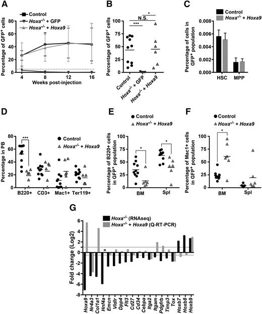 Figure 2. Rescue of Hoxa−/− HSC engraftment by overexpression of Hoxa9. (A) Average kinetics of engraftment in mice receiving 0.2 × 106 of either control Hoxa+/+ + GFP (n = 13), Hoxa−/− + GFP (n = 5), and Hoxa−/− + Hoxa9-GFP (n = 6) BM cells. Percentage of donor cells are measured by flow cytometry for GFP+ in the PB at indicated times. (B) LT engraftment of HSCs with indicated genotype in PB of individual mice 16 weeks posttransplantation. (C) Bar graphs depicting percentage of Hoxa+/+ + GFP and Hoxa−/− + Hoxa9 CD150+/CD48−/LKS HSCs (n = 3) and CD150−/CD48−/LKS MPPs (n = 3) in GFP+ cell population. (D) Percentage of Hoxa+/+ + GFP and Hoxa−/− + Hoxa9-derived B cells (B220+), T cells (CD3+), myeloid cells (Mac1+), and erythroid cells (Ter119+) in the PB of individual mice 16 weeks posttransplantation. (E-F) Percentage of B cells (B220+) (E) and myeloid cells (Mac1+) (F) of GFP+ cells in BM and spleen. (G) Gene expression analysis in RNASeq HSC and Lin− cells overexpressing Hoxa9. ○ indicates quantity not sufficient defined as corrected CT value >36. *P < .05; ***P < .001. N.S., non-significant; MPP, multipotent progenitors; Q-RT-PCR, quantitative-reverse transcription-polymerase chain reaction; Spl, spleen.