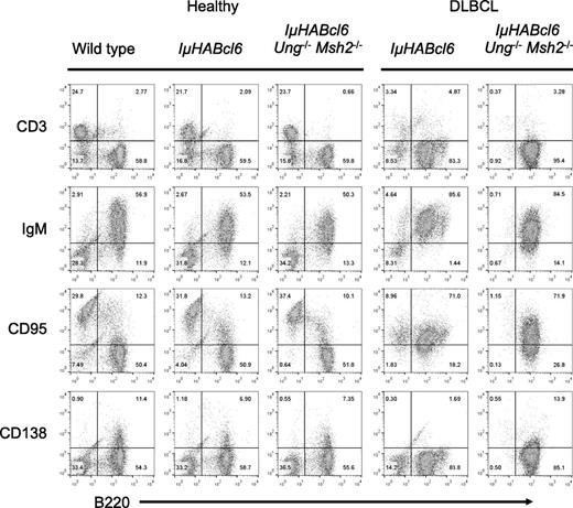 Figure 1. IµHABcl6 and IµHABcl6 Ung−/− Msh2−/− mice have similar lymphocyte development and develop similar lymphomas. Representative flow cytometric analysis of splenocytes from healthy (n = 3 for each genotype) and sick (n = 6 IµHABcl6 and n = 19 IµHABcl6 Ung−/− Msh2−/−) mice. Cells were stained with T-cell (CD3), mature B-cell (B220, IgM), GC B-cell (CD95), and plasma cell (CD138) markers as indicated. For healthy spleens, only the lymphocyte gate is shown. For diseased spleens, cells were ungated.