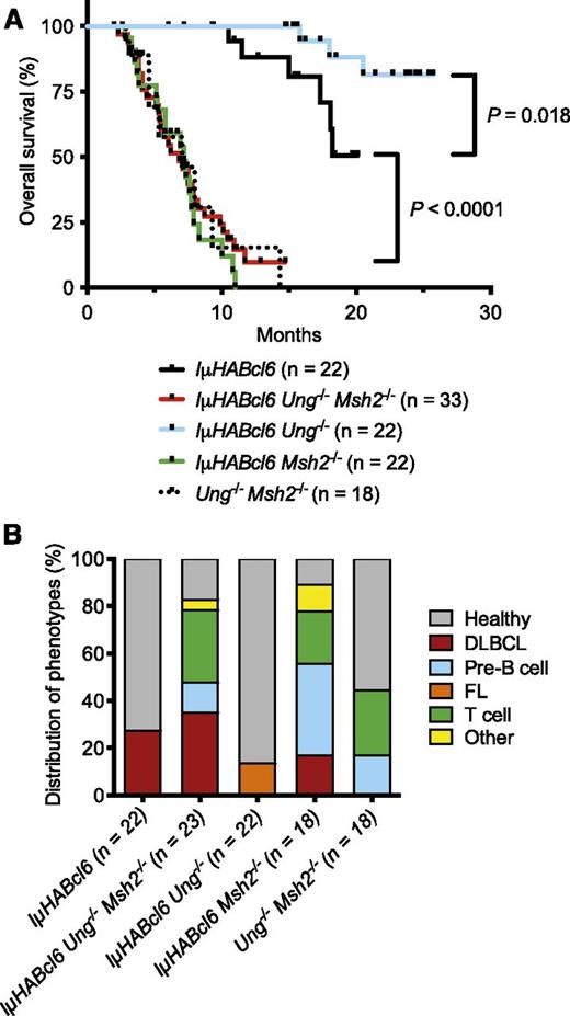 Figure 2. Absence of UNG and/or MSH2 influences lymphomagenesis in IµHABcl6 mice. (A) Kaplan-Meier overall survival curves for IµHABcl6 mice with indicated genotypes. Median survival for IµHABcl6 and IµHABcl6 Ung−/− mice was not reached. P values were calculated using log-rank (Mantel-Cox) tests. (B) Distribution of tumor types among the different genotypes (“other” indicates histiocytic sarcoma and squamous cell carcinoma).
