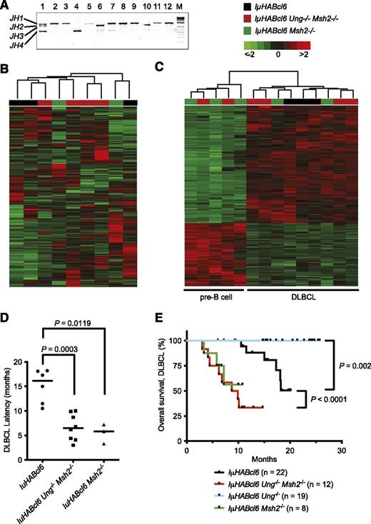 Figure 3. IµHABcl6 Ung−/−Msh2−/− and IµHABcl6 Msh2−/− mice die of early onset DLBCL. (A) Clonality analysis of mature B-cell lymphomas was carried out on all B-cell tumors using Ig variable region amplification. Four major PCR fragments corresponding to respective JH1, JH2, JH3, and JH4 arrangement are labeled on the left. Multiple bands are present in a polyclonal population of healthy B cells (lane 1), and a single or dominant band indicates a clonal population. Representative specimens are shown. Lanes 2 to 4: DLBCLs from IµHABcl6 mice. Lanes 5 to 7: FLs from IµHABcl6 Ung−/− mice. Lanes 8, 9: DLBCLs from IµHABcl6 Msh2−/− mice. Lanes 10 to 12: DLBCLs from IµHABcl6 Ung−/− Msh2−/− mice. M, 1-kb DNA marker. (B) Unsupervised hierarchal clustering of gene expression profiles obtained from Illumina Mouse WG-6 v2.0 microarrays of representative B220+ IgM+ CD138− IµHABcl6 (n = 3), IµHABcl6 Ung−/− Msh2−/− (n = 4), and IµHABcl6 Msh2−/− (n = 2) mature GC B-cell lymphomas (color coded). Rows represent different gene probes, and columns denote individual samples. The scale indicates relative changes in gene expression normalized by the standard deviation (−2 to 2 in log2 units; 0 represents the mean expression level of a given gene across samples). (C) Supervised hierarchical clustering of gene expression data from representative IµHABcl6 (n = 3), IµHABcl6 Ung−/− Msh2−/− (n = 6), and IµHABcl6 Msh2−/− (n = 5) B-cell lymphomas. The pre-B-cell lymphomas and DLBCLs (defined by immunophenotyping and histology) are noted on the bottom and have distinct gene expression profiles (supplemental Table 2). (D) Median time to development of DLBCL in IµHABcl6 mice (squares) was 16.2 months compared with 6.5 months in the IµHABcl6 Ung−/− Msh2−/− mice (circles) and 5.8 months in IµHABcl6 Msh2−/− mice (triangles). Bars denote the median. P values were calculated using the 1-tailed Mann-Whitney U test. (E) Kaplan-Meier overall survival curves for IµHABcl6 mice with indicated genotypes that developed DLBCLs. P values were calculated using the log-rank (Mantel-Cox) test.