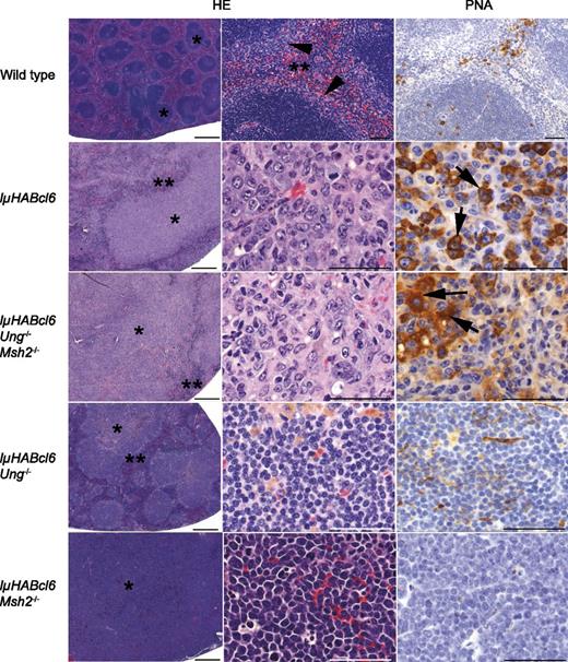 Figure 4. Histologic analysis of B-cell tumor types. Representative hematoxylin and eosin (HE) and PNA-stained sections of mouse spleen from wild-type and IµHABcl6 mice with lymphoma from indicated genotypes. Wild-type mouse spleen is composed of white pulp with follicles (*) and a distinct marginal zone (arrowheads) separated by distinct areas of red pulp (**) with scattered PNA+ cells within follicles and the red pulp. In contrast, mice with lymphoma have marked expansion of the white pulp (*) with little or no visible red pulp (**). Neoplastic lymphocytes from IµHABcl6 and IµHABcl6 Ung−/− Msh2−/− mice are large and pleomorphic with abundant cytoplasm and are frequently PNA+ (arrows), consistent with DLBCL. Lymphomas from IµHABcl6 Ung−/− mice have expanded follicles composed of small monotypic lymphocytes that are predominantly PNA−, consistent with FL. Pre-B-cell lymphomas, shown here from IµHABcl6 Msh2−/− mice, are composed of medium-sized monotypic PNA− lymphocytes. Images were obtained on a Zeiss Axio Imager A1 microscope. Short scale bars represent 500 µM, and long scale bars represent 50 µM.