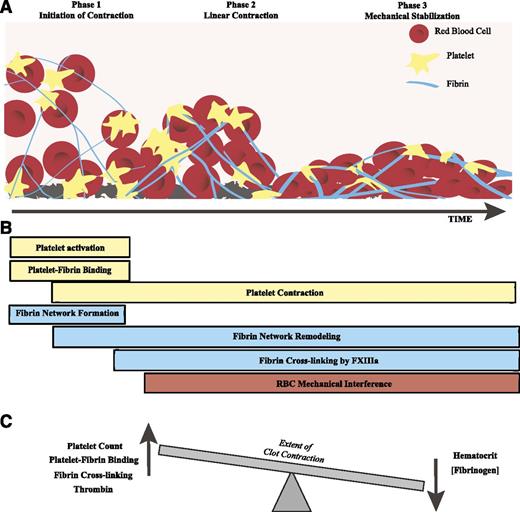 Figure 7. Schematic of the phase dynamics of blood clot contraction. (A) The process of clot contraction results in the shrinkage of clot volume over time. This process can be roughly separated into 3 phases: initiation of contraction, linear contraction, and mechanical stabilization. (B) Various processes involving platelets, fibrin, and/or RBCs impact the procession of clot contraction through the 3 phases. (C) Clot contraction is driven by a dynamic equilibrium between effects of the major blood components that can increase or decrease the extent of contraction.