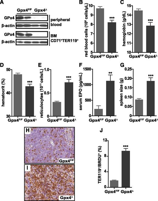 Figure 1. Loss of Gpx4 in hematopoietic cells induces anemia that is compensated by increased erythropoiesis. (A) Immunoblot analysis of Gpx4 in peripheral erythrocytes (TER119+) and bone marrow erythroid progenitors (CD71+/TER119+). Red blood cell counts (B), hemoglobin levels (C), and hematocrit (D) are decreased in Gpx4Δ mice, whereas the number of reticulocytes is increased (E). Data are mean ± SE; n ≥ 20. Elevated serum EPO levels (F) and enlarged spleens (G) in Gpx4Δ mice. Data are mean ± SE; n ≥ 10. (H-I) Immunohistochemistry staining of BrdU incorporation in the spleen and nuclear counterstain hematoxylin. Image acquisition was performed using a Zeiss Axio Imager M2 with a 20×/0.5 EC Plan Neofluar objective (magnification ×200). (J) Quantification of splenic BrdU+/TER119+ cells determined by flow cytometry. Data are mean ± SE; n ≥ 3. **P < .01, ***P < .001 by Student t test. BM, bone marrow; SE, standard error.