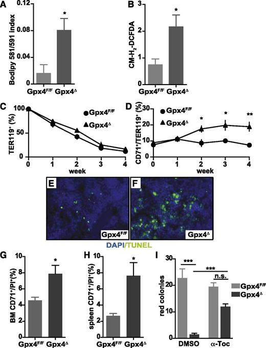 Figure 2. Increased lipid peroxidation and oxidative stress in Gpx4Δ erythroid cells does not impair their life span in the periphery. (A) Measurement of lipid peroxidation in unchallenged peripheral TER119+ erythrocytes using the lipophilic redox-sensitive dye BODIPY 581/591, which upon oxidation, shifts its fluorescence from red to green. Data are mean ± SE; n ≥ 7. (B) ROS in unchallenged peripheral TER119+ erythrocytes using the redox-sensitive dye 5-(and-6)-chloromethyl-2′,7′-dichlorodihydrofluorescein diacetate, acetyl ester (CM-H2-DCFDA) (n ≥ 7). (C) Survival of biotin-labeled peripheral TER119+ erythrocytes. Data are mean ± SE; n ≥ 6. (D) Increased number of peripheral CD71+/TER119+ reticulocytes in Gpx4Δ mice within the first 4 weeks after poly(I:C) administration. Data are mean ± SE; n ≥ 5. (E-F) Representative images of TUNEL assay in spleen sections and 4,6 diamidino-2-phenylindole (DAPI) as a counterstain showing increased cell death in Gpx4Δ mice. Image acquisition was performed using a Zeiss Axio Imager M2 with 40×/0.95 korr Apochromat objective (magnification ×400). Flow cytometry analysis using PI to determine the number of nonviable CD71+ cells in bone marrow (G) and in spleen (H). Data are mean ± SE; n ≥ 3. (I) Formation of o-dianisidine–positive erythroid colonies from bone marrow in methylcellulose semisolid media. Red colony formation of Gpx4Δ bone marrow cells could be rescued by addition of α-tocopherol to the medium. Data are mean ± SE; n ≥ 3. *P < .05, **P < .01, ***P < .001 by Student t test. α-Toc, α-tocopherol; n.s., not significant; PI, propidium iodide.